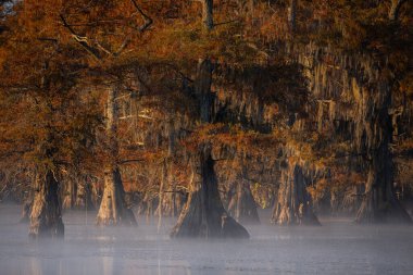 Bu, Caddo Lake Texas, Louisiana, ABD 'de gün doğumunun resmi.
