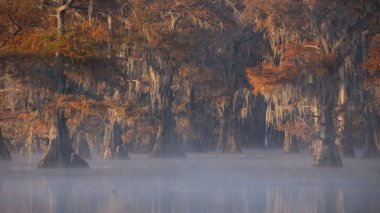Bu, Caddo Lake Texas, Louisiana, ABD 'de gün doğumunun resmi.