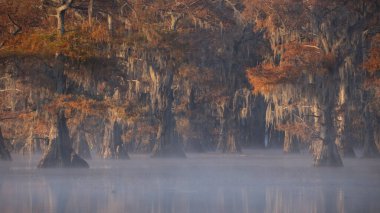 This is the picture of sunrise at Caddo Lake Texas, Louisiana, USA clipart