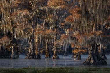 Bu, Caddo Lake Texas, Louisiana, ABD 'de gün doğumunun resmi.