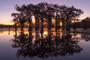 Bu, Caddo Lake Texas, Louisiana, ABD 'de gün doğumunun resmi.
