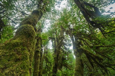 Bu, Washington Olimpiyat Ulusal Parkı 'ndaki Yosun Salonu' ndaki Yağmur Ormanı 'nın resmi.