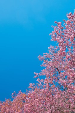 Bunlar Chiang Mai, Tayland 'daki Vahşi Himalaya Kiraz Çiçeği. Chiang Mai, Tayland 'da.