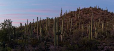 Bu Saguaros ve Sunset 'in Arizona' daki Saguaro Ulusal Parkı 'ndaki resmi.