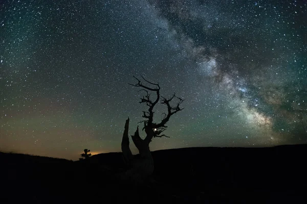 Est Arbre Ancien Nuit Avec Voie Lactée Parc National Des — Photo