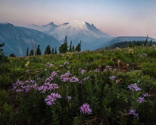 Bu, Washington 'da güneş doğarken Rainier Dağı' nın kır çiçekleriyle çekilmiş bir resmi..
