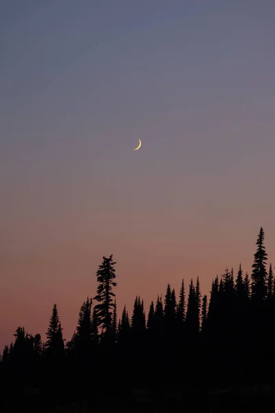 Bu, Washington 'daki Rainier Dağı Ulusal Parkı' ndaki bir ormanda gün batımında çekilmiş bir fotoğraf..