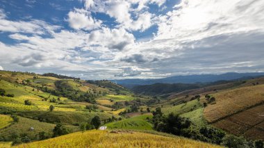 Bu, Asya 'daki Chiang Mai, Tayland' dan kulübelerle çekilmiş sarı pirinç tarlası fotoğrafı.