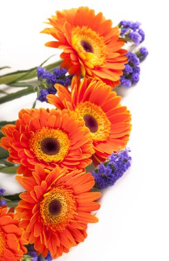 Gerbera çiçeği beyaz arkaplanda izole edilmiş