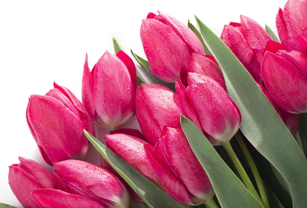 Tulipány květiny izolované na bílém pozadí — Stock fotografie