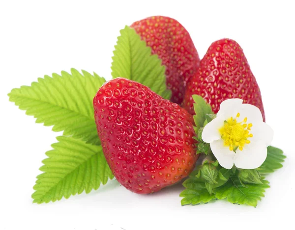 하얀 배경에 있는 딸기. — 스톡 사진