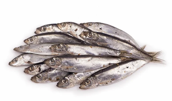 화이트에 소금된 sprats — 스톡 사진