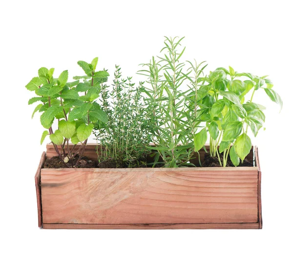 Fresh Green Kitchen Herbs Isolated White Background — Stock Photo, Image