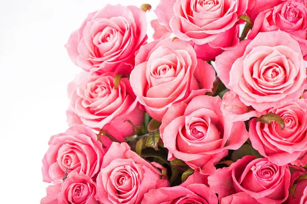 Pink Roses Isolated White Background — Stock Photo, Image