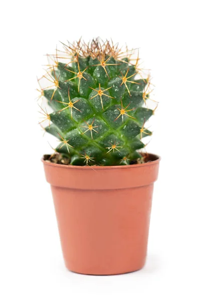 Cactus houseplant σε γλάστρα απομονωμένη σε λευκό — Φωτογραφία Αρχείου