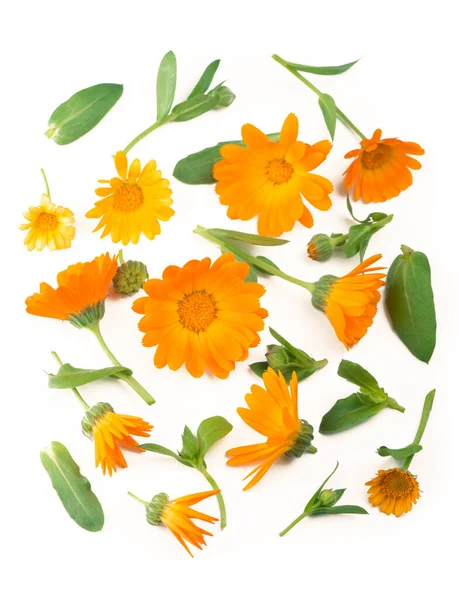 Calendula Marigold Blomma Isolerad Vit Bakgrund Med Kopia Utrymme För — Stockfoto