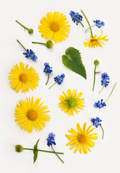 花的构图圆形的框架由黄色和蓝色的花 桉树分枝白色的背景 平面布局 顶视图 复制空间 — 图库照片