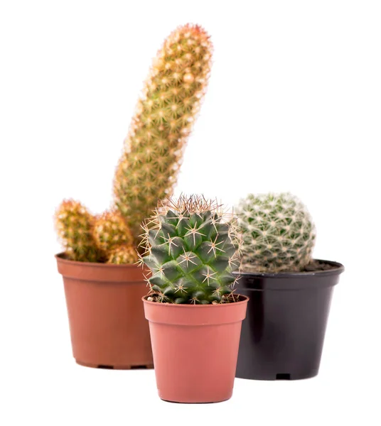 Cactus Sobre Fondo Blanco Sobre Macetas —  Fotos de Stock