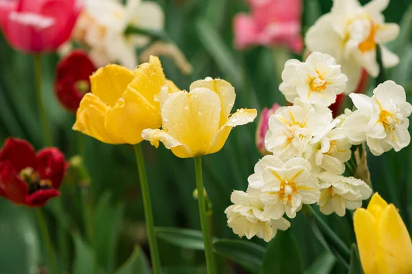 Tulpen Blühen Auf Einem Verschwommenen Hintergrund Der Natur Frühlingshintergrund — Stockfoto