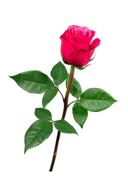 Isolierte Rosa Rose Blume Auf Weißem Hintergrund — Stockfoto