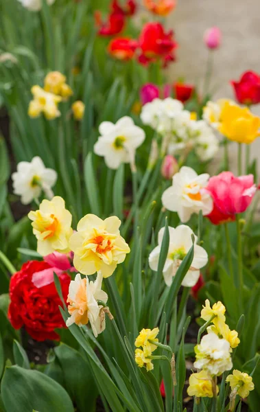 Tulpen Blühen Auf Einem Verschwommenen Hintergrund Der Natur Frühlingshintergrund — Stockfoto