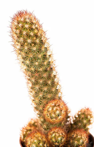 Închiderea Plantei Mici Cactus Oală Fundal Alb — Fotografie, imagine de stoc