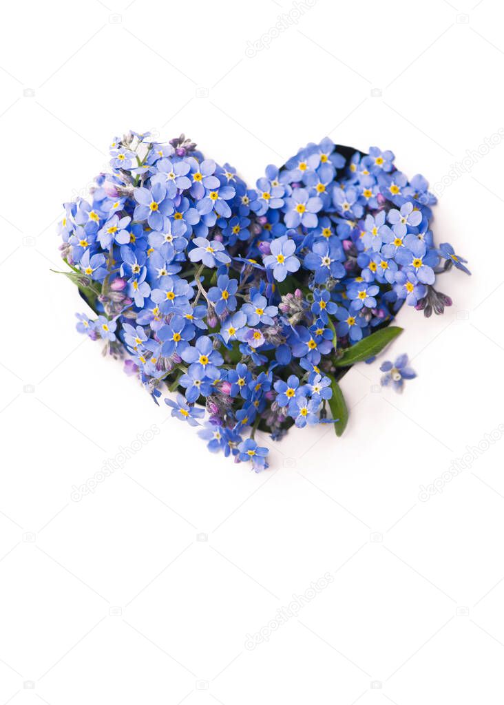 Forget me not, little flowers in heart shape, isolated on white