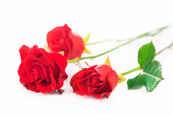 Elszigetelt Vörös Rózsa Virág Fehér Alapon — Stock Fotó