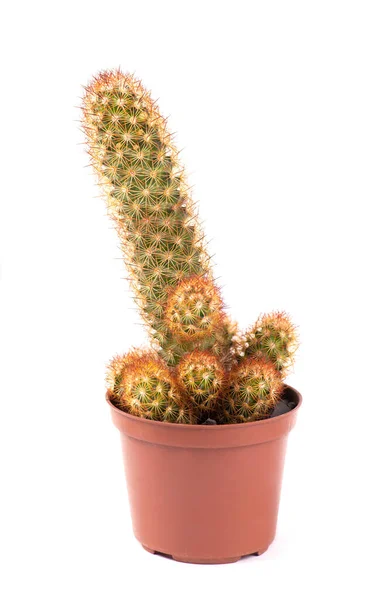 Zbliżenie Małego Kaktusa Houseplant Garnku Białym Tle — Zdjęcie stockowe