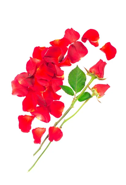 Pétalas Rosas Vermelhas Isoladas Sobre Fundo Branco — Fotografia de Stock