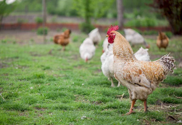 Rooster Kippen Vrije Uitloop Haan Hennen — Stockfoto