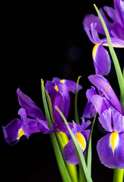 Piękne Kwitnące Tęczówki Czarnym Tle Zbliżenie — Zdjęcie stockowe