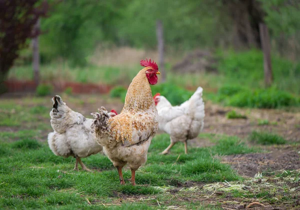 Rooster Kippen Vrije Uitloop Haan Hennen — Stockfoto