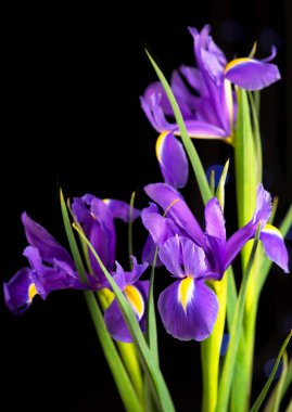 Siyah arkaplandaki güzel çiçek açan göz.