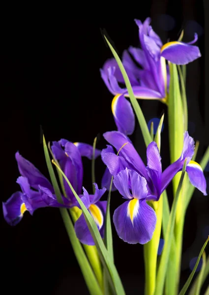 Beautiful Blooming Iris Black Background Closeup — Stock Photo, Image