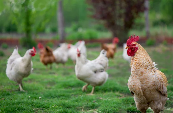 Cocoş Găini Free Range Cock Hens — Fotografie, imagine de stoc