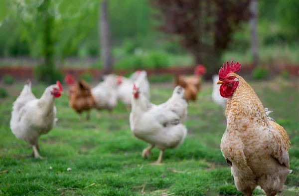 Rooster Kippen Vrije Uitloop Haan Hennen — Stockfoto