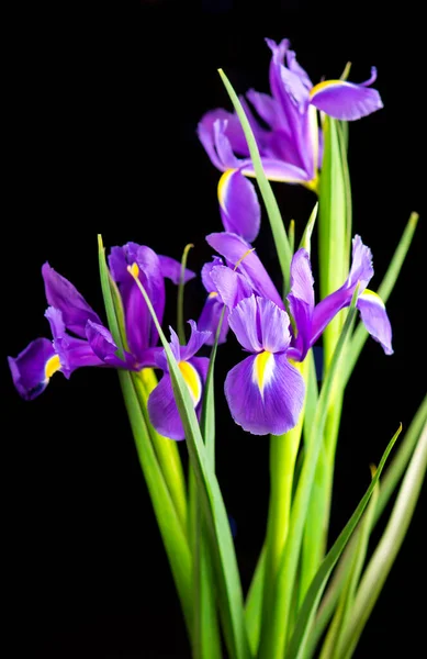 Schöne Blühende Iris Auf Schwarzem Hintergrund Nahaufnahme — Stockfoto