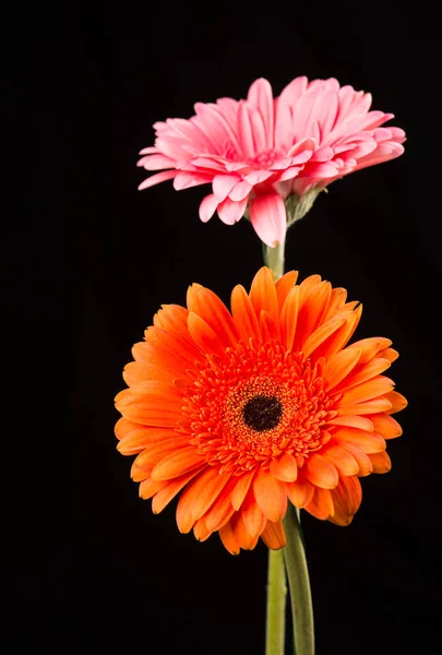 Gerbera Mit Stiel Isoliert Auf Schwarzem Hintergrund — Stockfoto