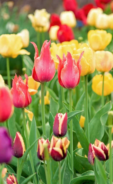 Tulipanes Flores Sobre Fondo Borroso Naturaleza Fondo Primavera — Foto de Stock