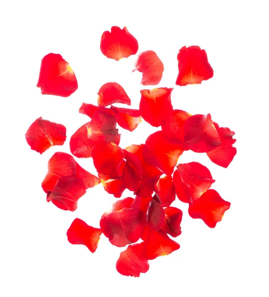 Red Rose Petals Isolated White Background — Stock Photo, Image