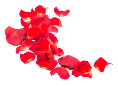 Beyaz arkaplan üzerinde kırmızı gül yaprakları izole.