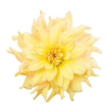 Çiçek desenli yıldız beyaz bir arkaplanda izole