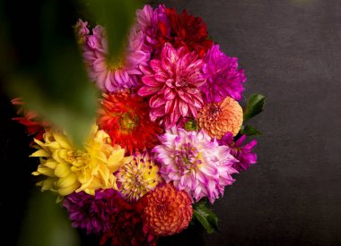 Kırmızı, beyaz, sarı yıldız çiçeği rengarenk arka plan. Çok renkli yıldız çiçeği manzarası var. Yeşil arka planda güzel yıldız çiçekleri. Yaz çiçekleri, ayçiçeği familyasından bir bitki cinsidir.