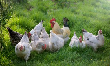 Horoz ve Tavuklar. Serbest Penis ve Tavuklar.