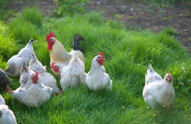 Horoz ve Tavuklar. Serbest Penis ve Tavuklar.