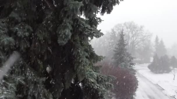 Nahaufnahme Von Kiefern Die Winter Mit Schneefall Bedeckt Sind Video — Stockvideo