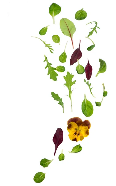 Groene Sla Salade Bladeren Geïsoleerd Wit — Stockfoto