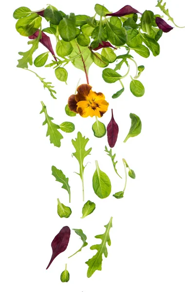 Groene Sla Salade Bladeren Geïsoleerd Wit — Stockfoto