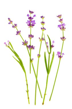 Lavanta çiçekleri beyaz arkaplanda toplanır.